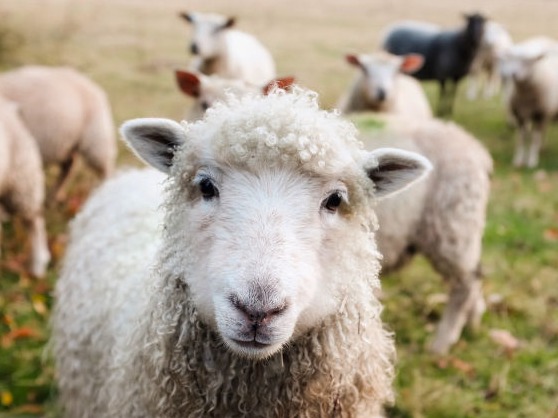 Schaf - Nachhaltigkeit