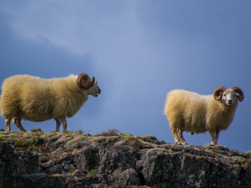 Schafe auf einem Gebirgszug - Nachhaltigkeit DORMEUIL